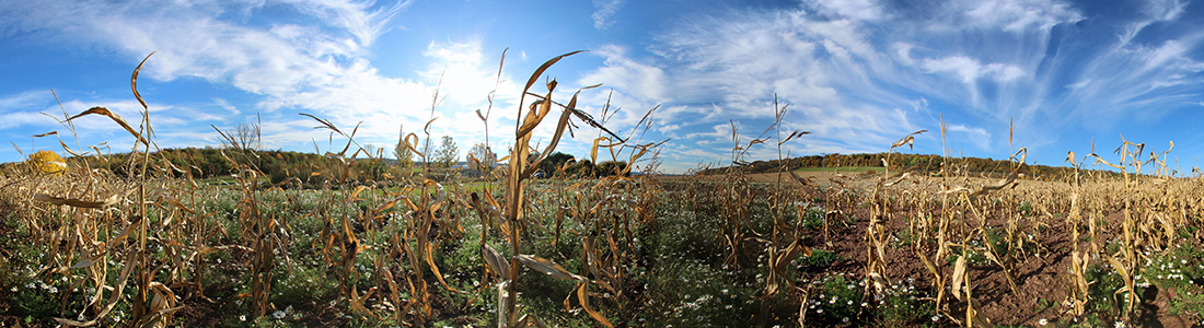 Bitterfelder Wasserkante